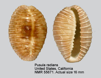 Pusula radians (3).jpg - Pusula radians (Lamarck,1810)